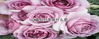 立春后月季施什么肥,第1图