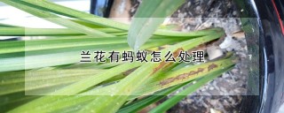 兰花有蚂蚁怎么处理,第1图