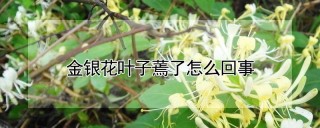 金银花叶子蔫了怎么回事,第1图