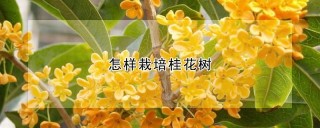 怎样栽培桂花树,第1图