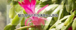 蟹爪莲叶片不饱满是什么原因,第1图