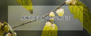 腊梅扦插为什么不容易成活,第1图