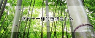 跟竹子一样的植物是什么,第1图