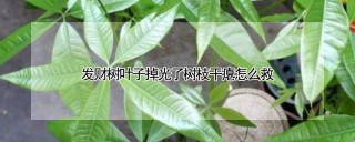 发财树叶子掉光了树枝干瘪怎么救,第1图