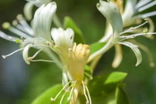 金银花什么时候开花,第2图