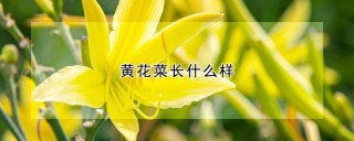 黄花菜长什么样,第1图