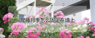 爬藤月季怎么固定在墙上,第1图