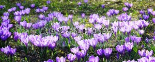 藏红花开花时间长吗,第1图