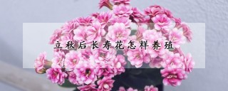 立秋后长寿花怎样养殖,第1图