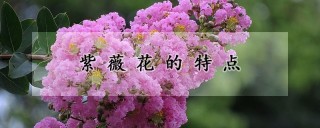 紫薇花的特点,第1图