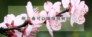 刚立春可以嫁接桃树吗,第1图