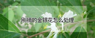 刚摘的金银花怎么处理,第1图