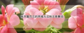 秋天蟹爪兰的养殖方法和注意事项,第1图