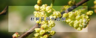 朴树又叫什么树,第1图