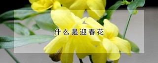 什么是迎春花,第1图