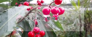 朱砂根的繁殖方法,第1图