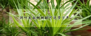 剑叶龙血树树龄可达多少年,第1图