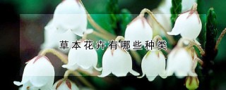 草本花卉有哪些种类,第1图