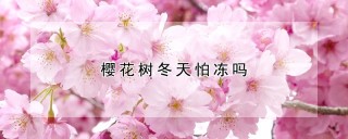 樱花树冬天怕冻吗,第1图