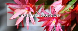 蟹爪莲开完花以后需要修剪吗,第1图