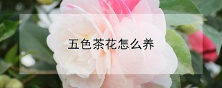 五色茶花怎么养,第1图