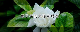 栀子花的外形和特征,第1图