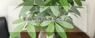 幸福树掉枝掉叶怎么办,第1图