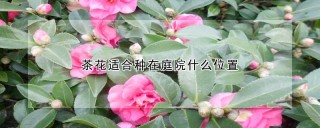 茶花适合种在庭院什么位置,第1图