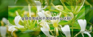 金银花带绒和不带绒有什么区别?,第1图