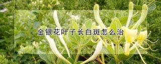 金银花叶子长白斑怎么治,第1图