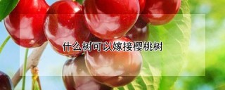 什么树可以嫁接樱桃树,第1图