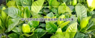 栀子花的花苞没有开就脱落了是怎么回事,第1图