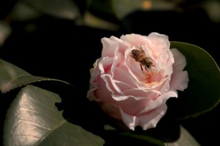 茶花为什么掉叶子,第3图