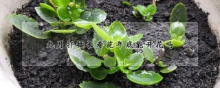 九月扦插长寿花年底能开花吗,第1图