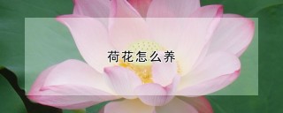 荷花怎么养,第1图