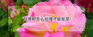 月季籽怎么处理才能发芽,第1图