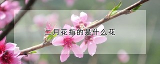 二月花指的是什么花,第1图