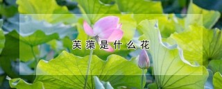 芙蕖是什么花,第1图