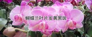 蝴蝶兰叶片发黄黑斑,第1图