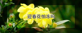 迎春花怕冻吗,第1图