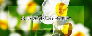 水仙花开过花后还有用吗?,第1图