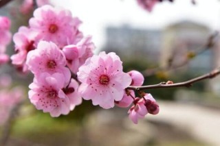 桃花盛开是什么季节，在每年的春季盛开,第2图