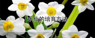 水仙的培育方法,第1图