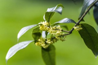 桂花树为什么不开花，可能是以下5种原因导致,第5图