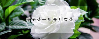 栀子花一年开几次花,第1图