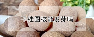 干桂圆核能发芽吗,第1图