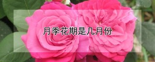 月季花期是几月份,第1图