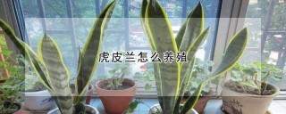 虎皮兰怎么养殖,第1图