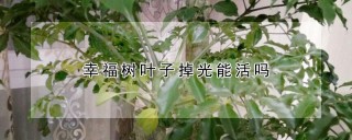 幸福树叶子掉光能活吗,第1图