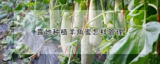 露地种植羊角蜜怎样管理,第1图